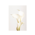 White Calla Lily No 3