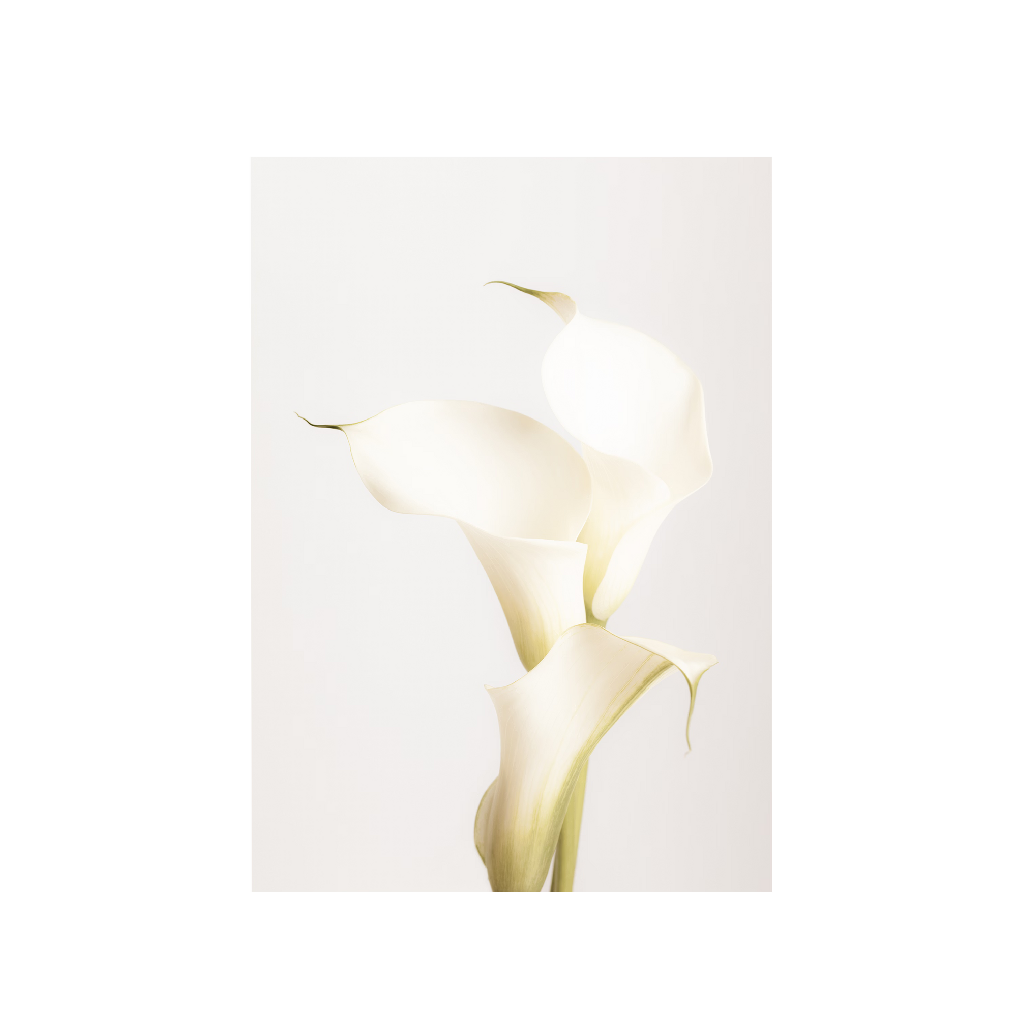 White Calla Lily No 3