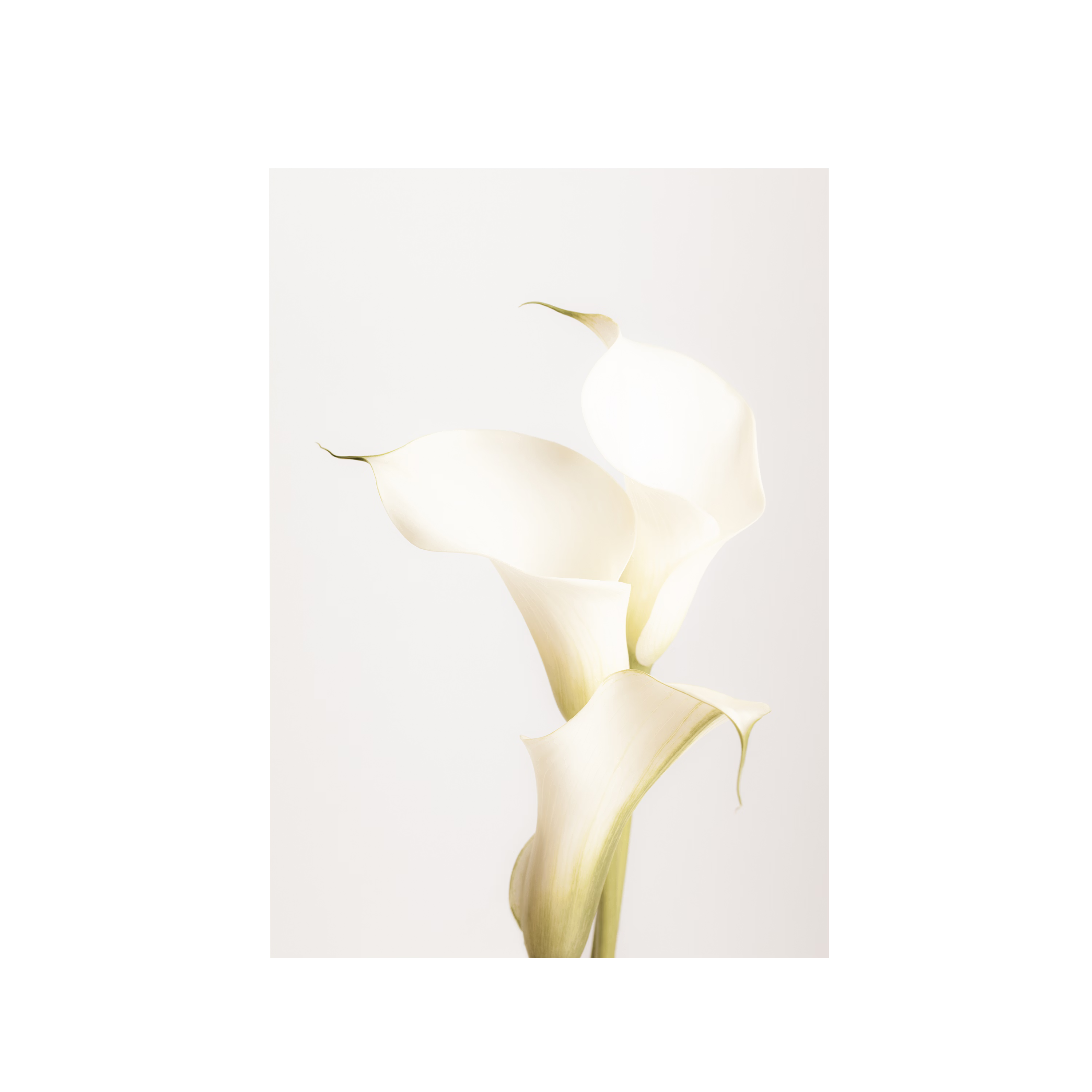 White Calla Lily No 3