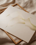 White Calla Lily No 3