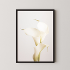 White Calla Lily No 3