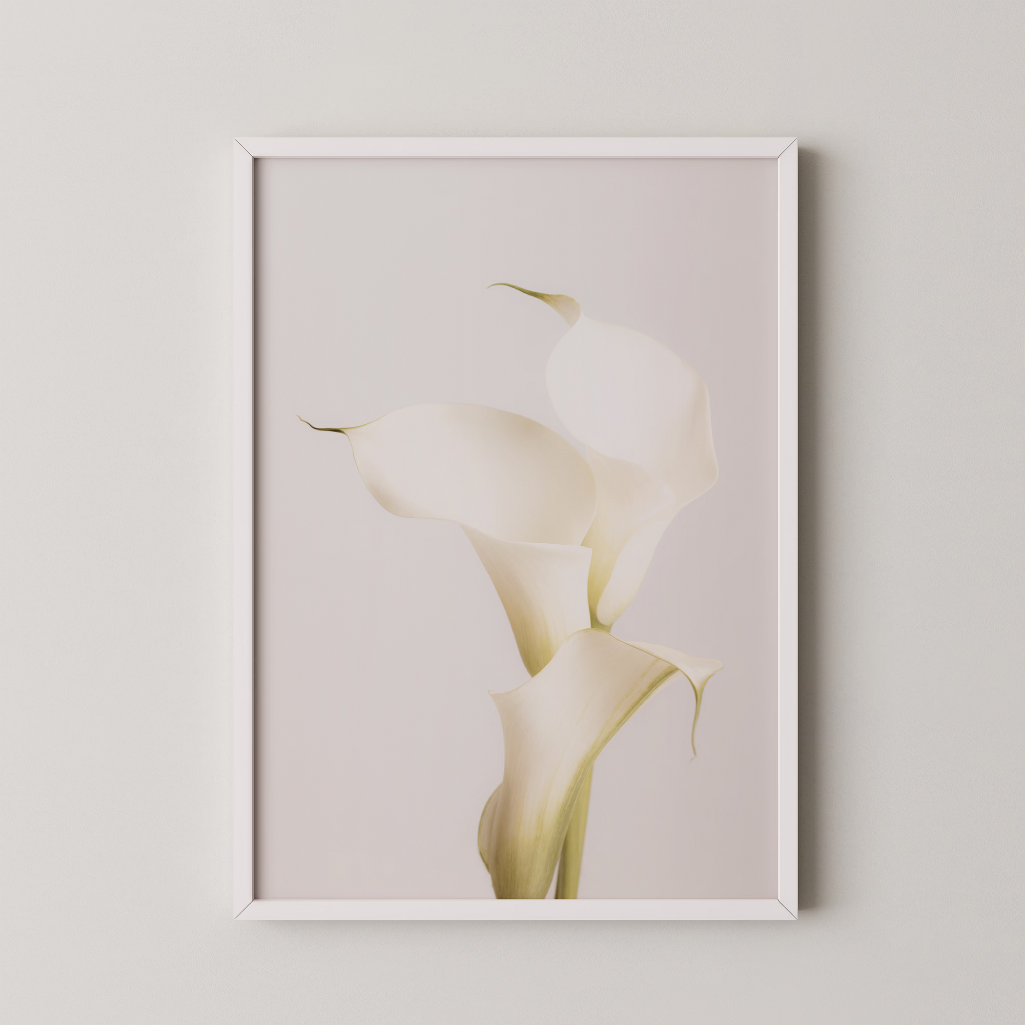 White Calla Lily No 3