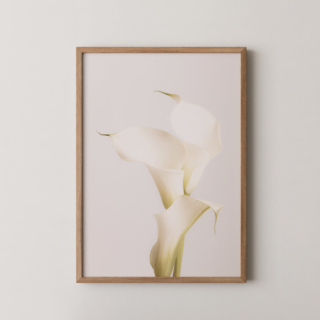 White Calla Lily No 3