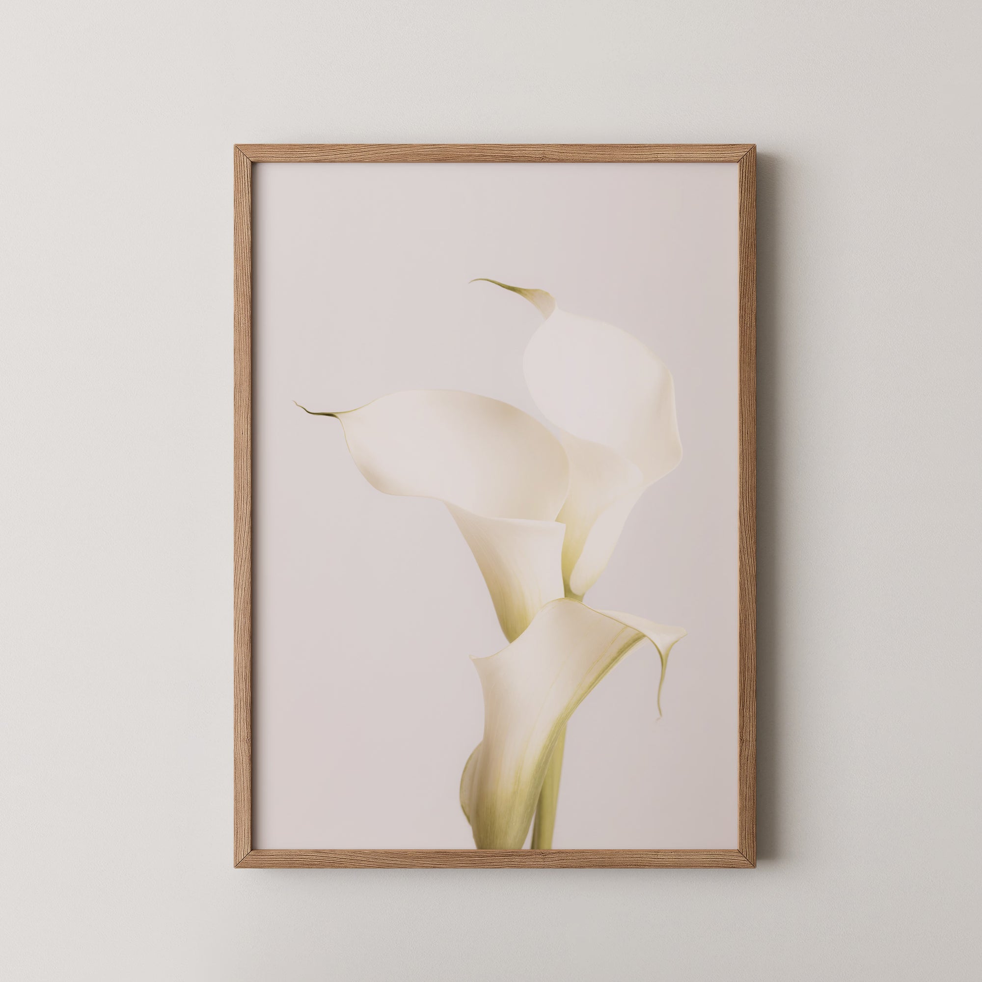 White Calla Lily No 3