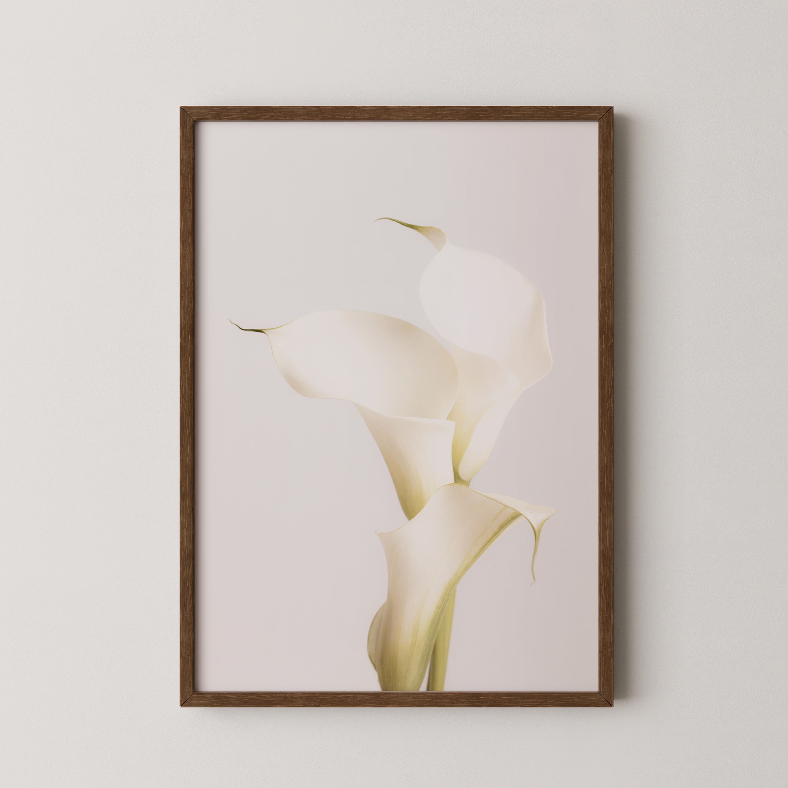 White Calla Lily No 3