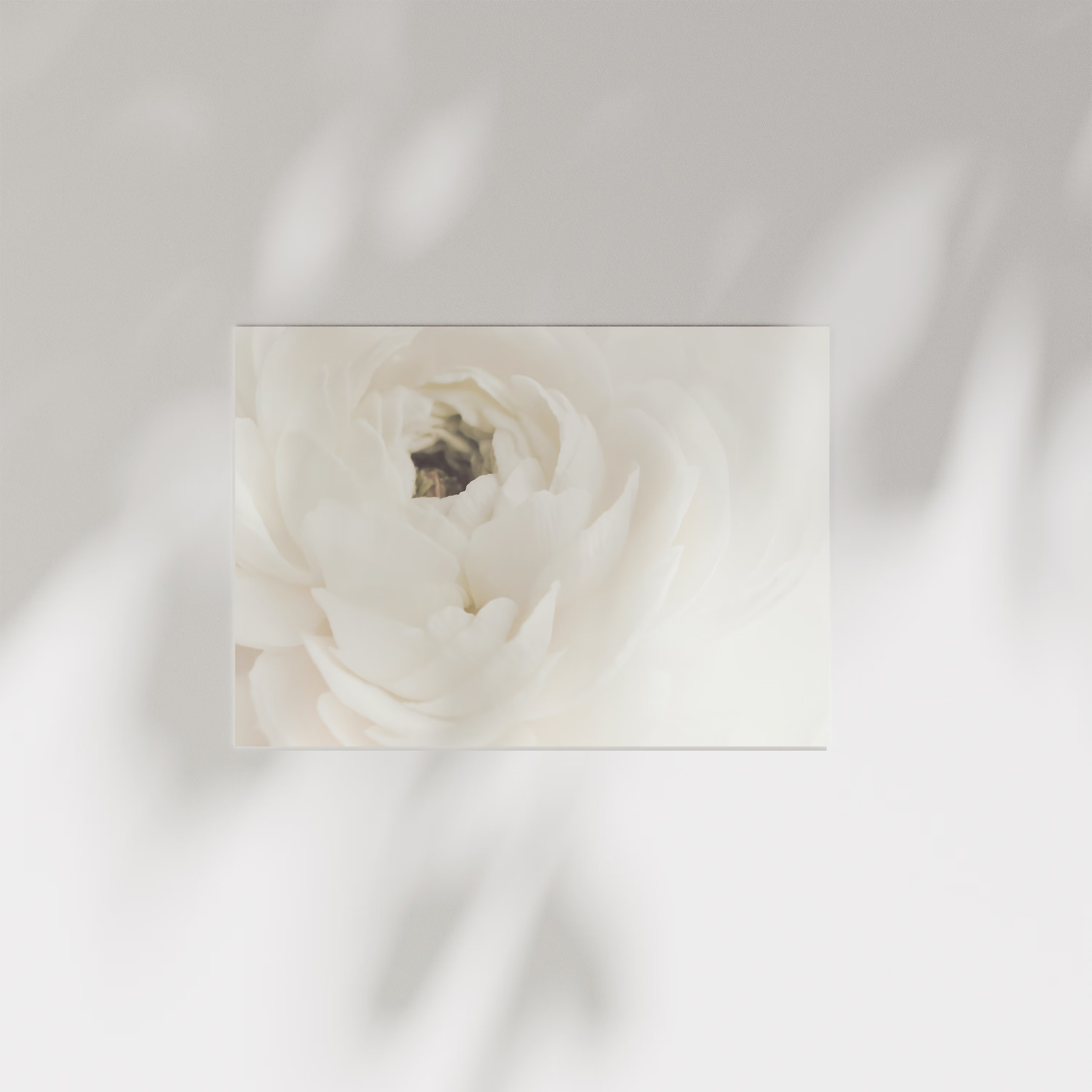 White Flower 02