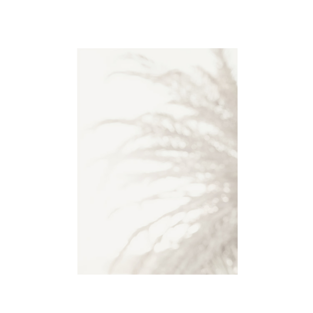 Palm_008