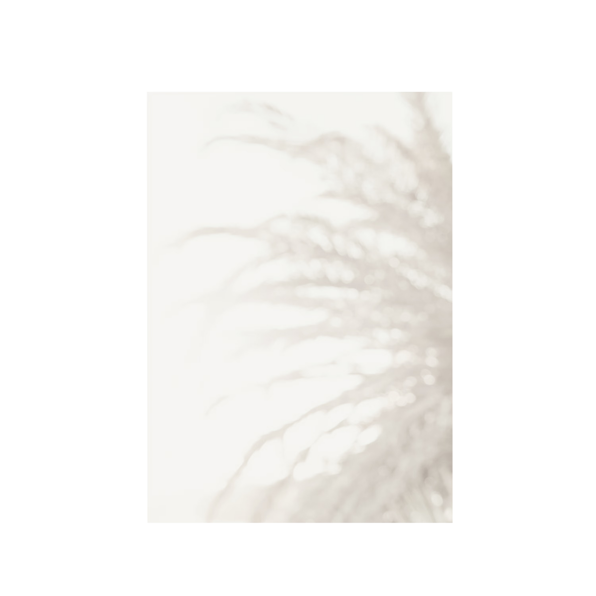 Palm_008