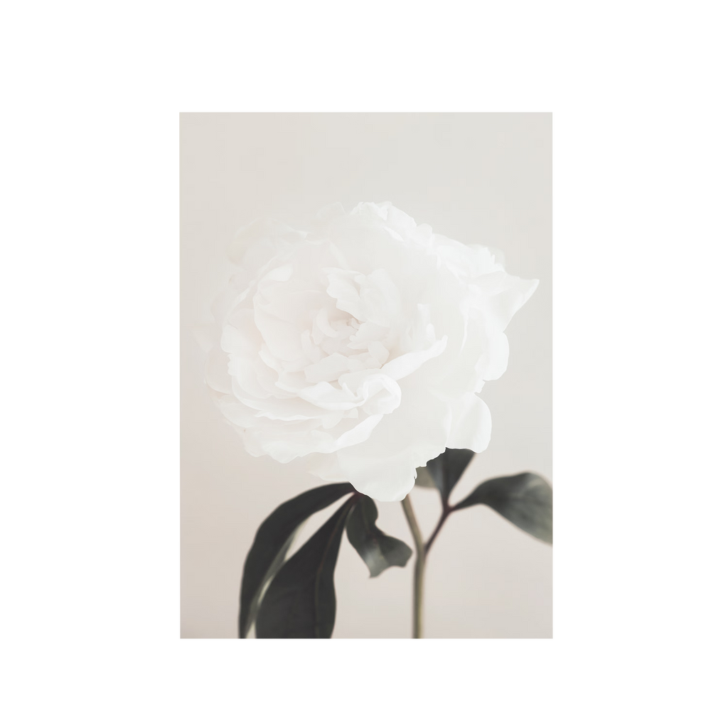 Peony 03