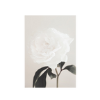 Peony 03
