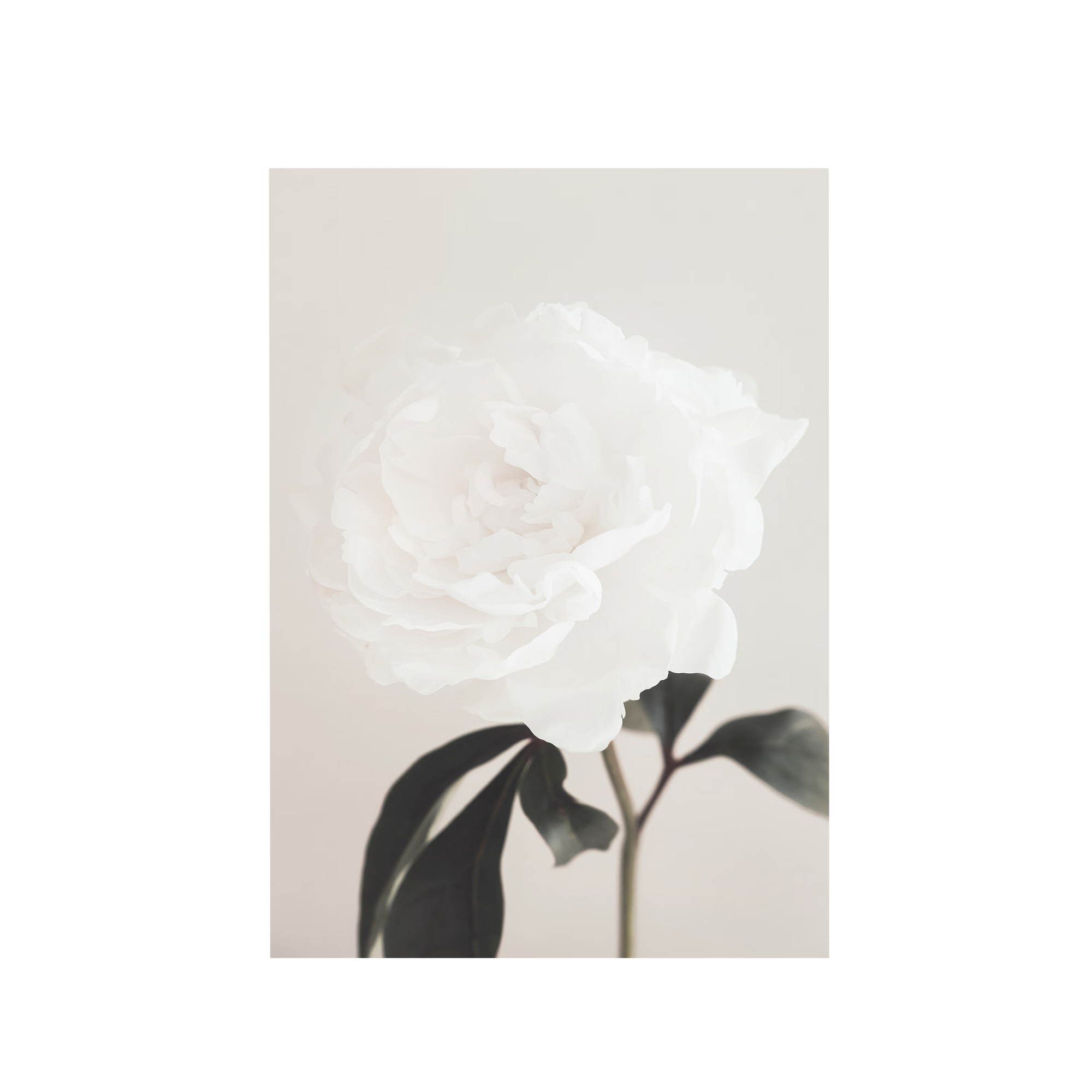 Peony 03