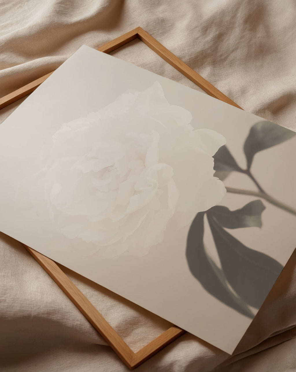 Peony 03