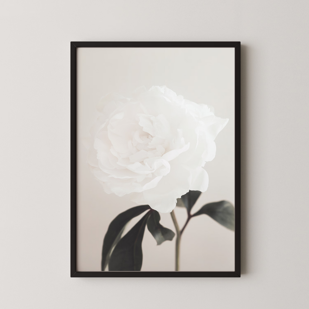 Peony 03