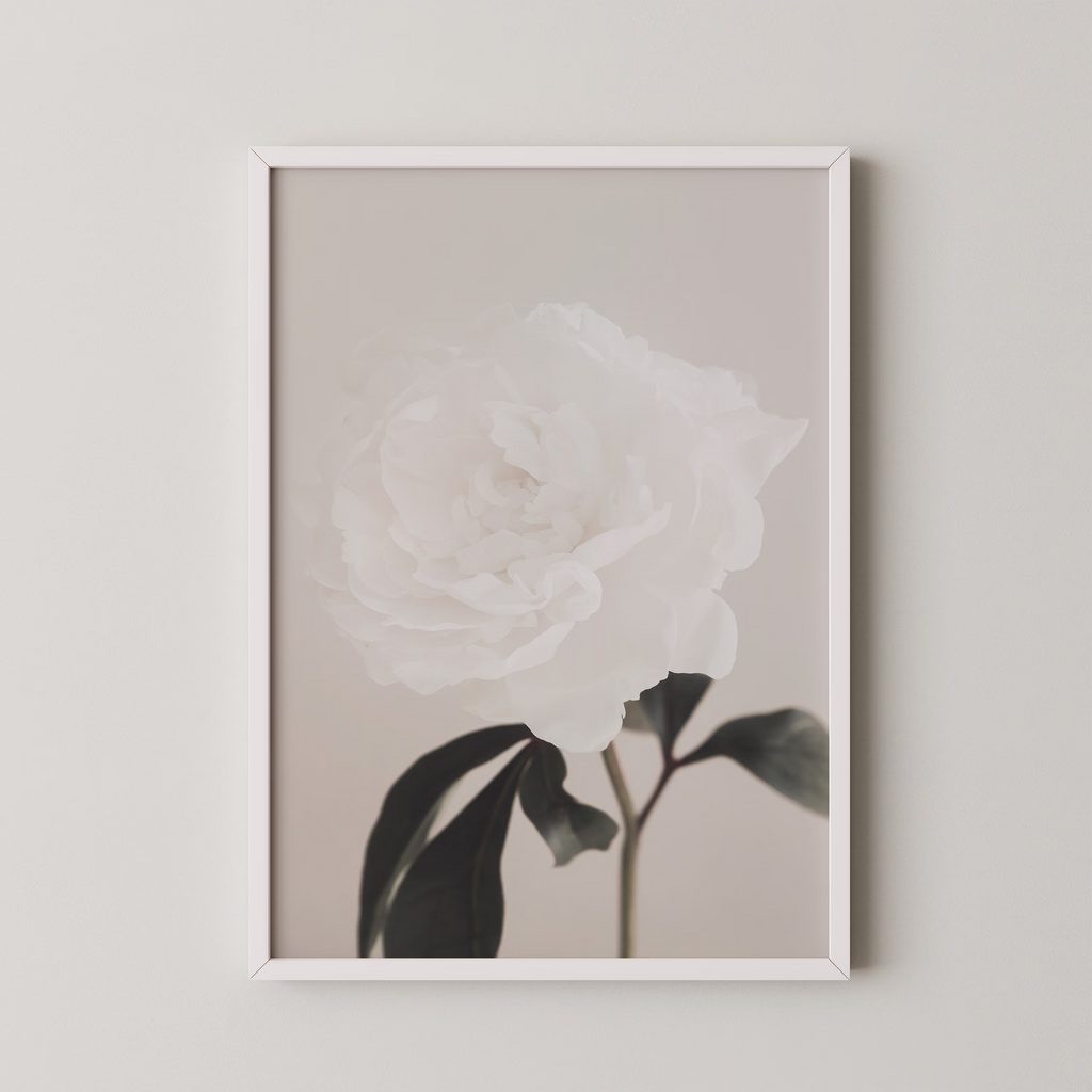 Peony 03