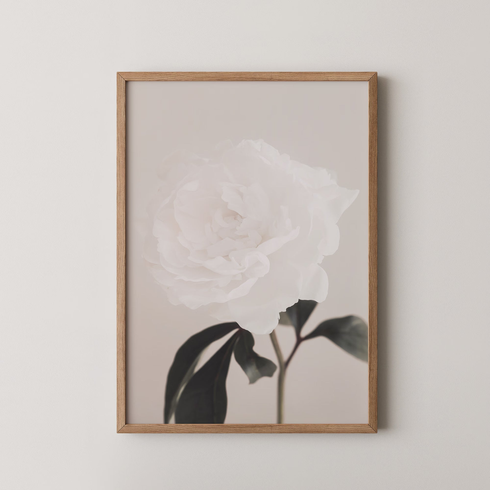 Peony 03