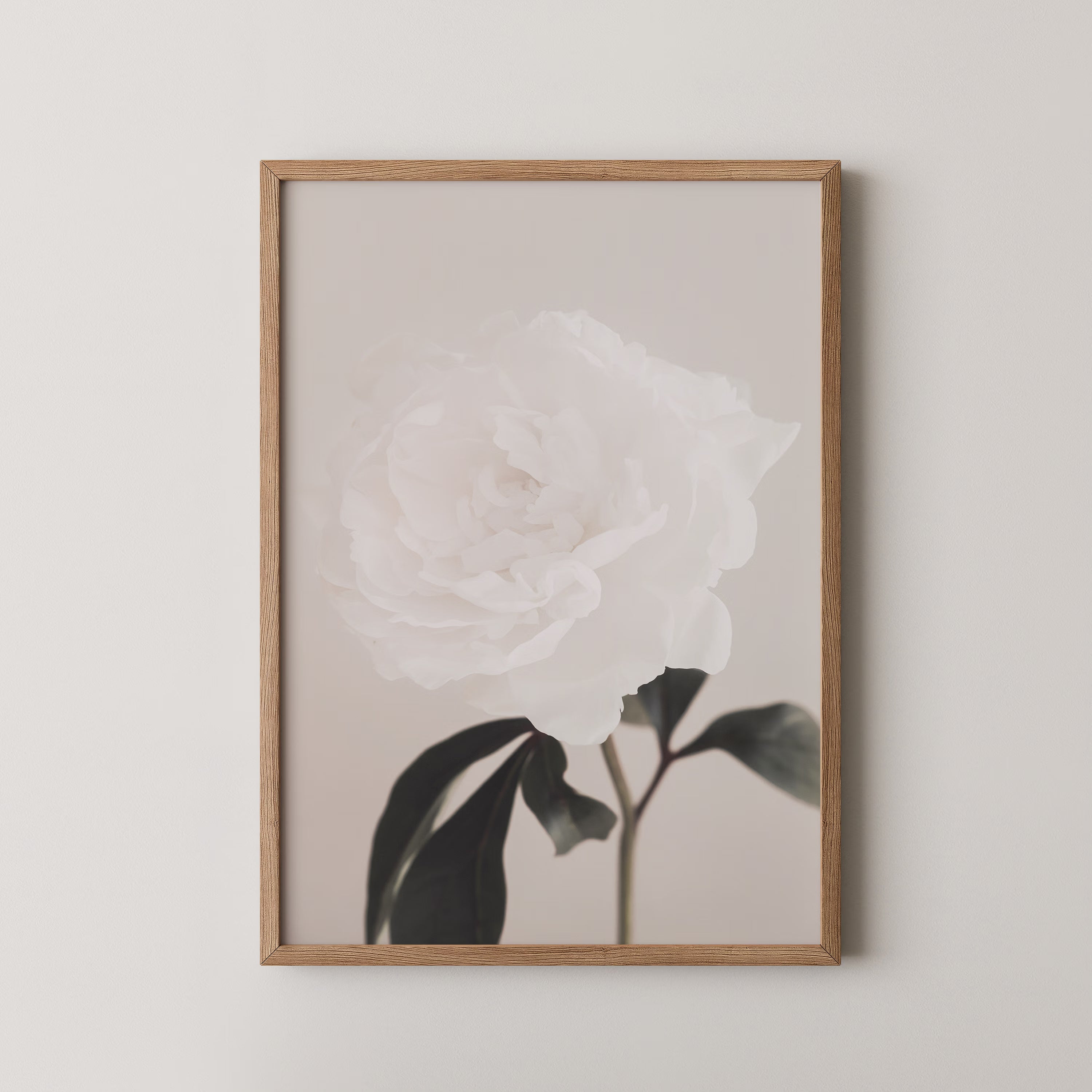 Peony 03