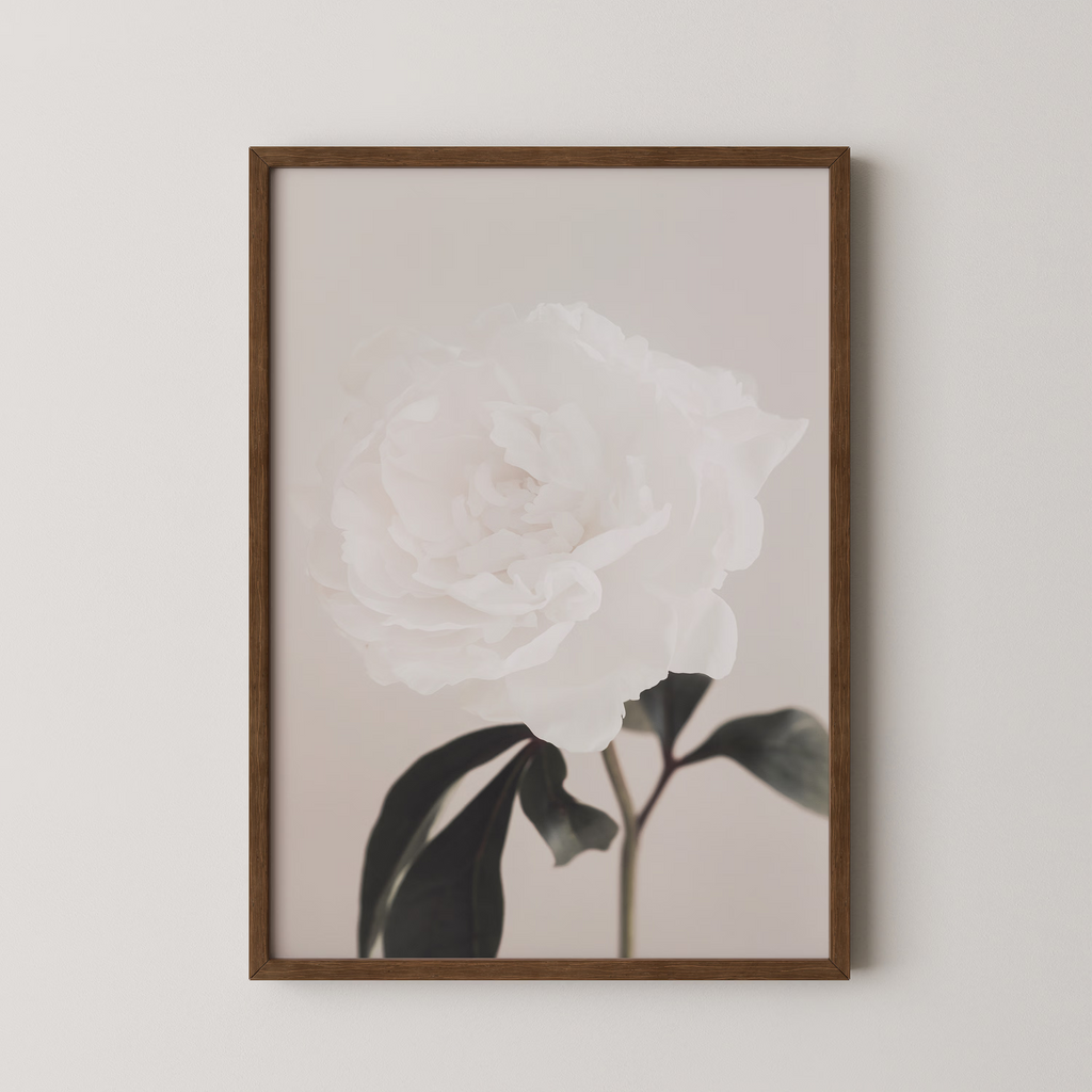 Peony 03