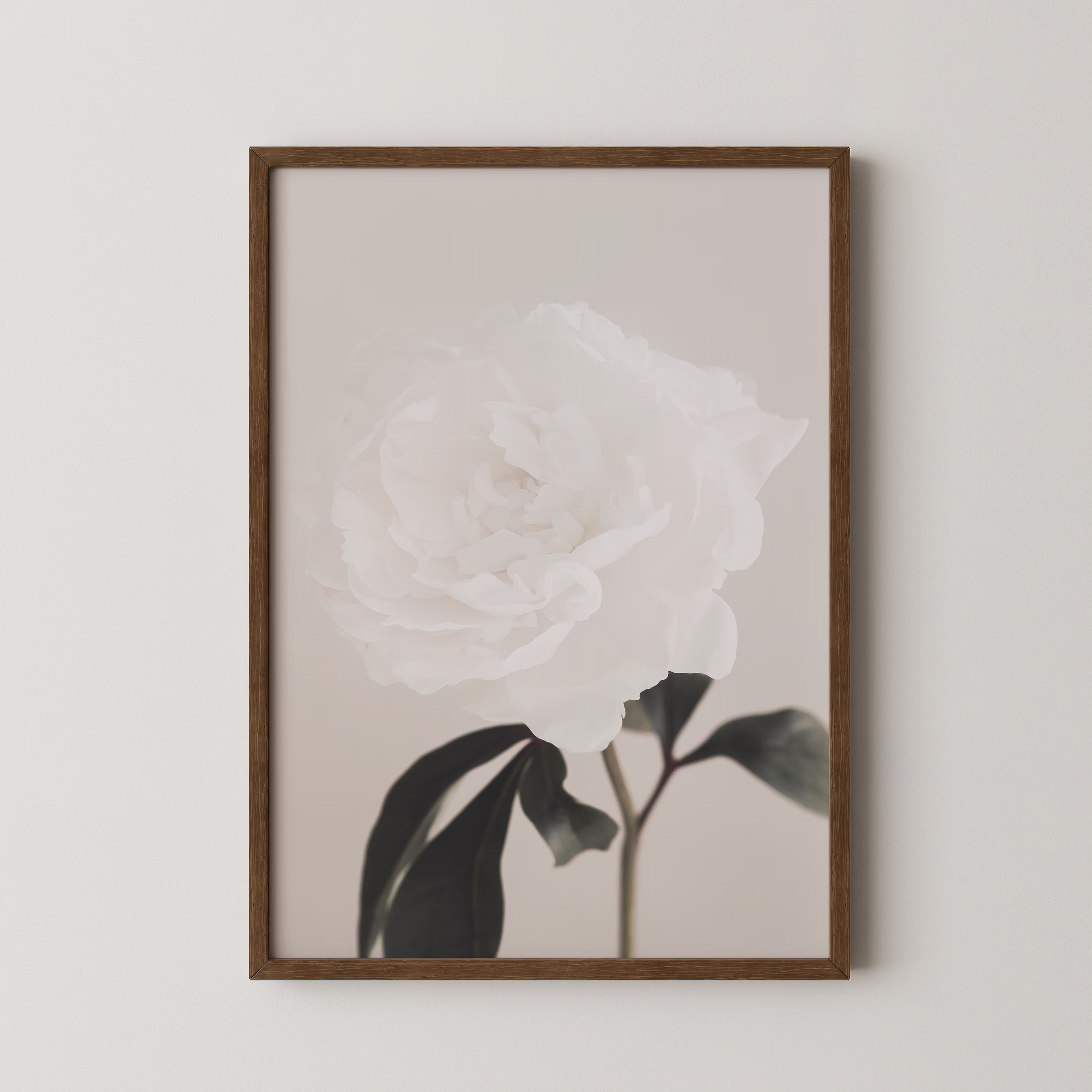 Peony 03