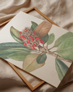 Southern Magnolia (1923)