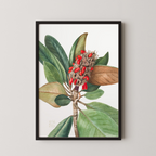 Southern Magnolia (1923)