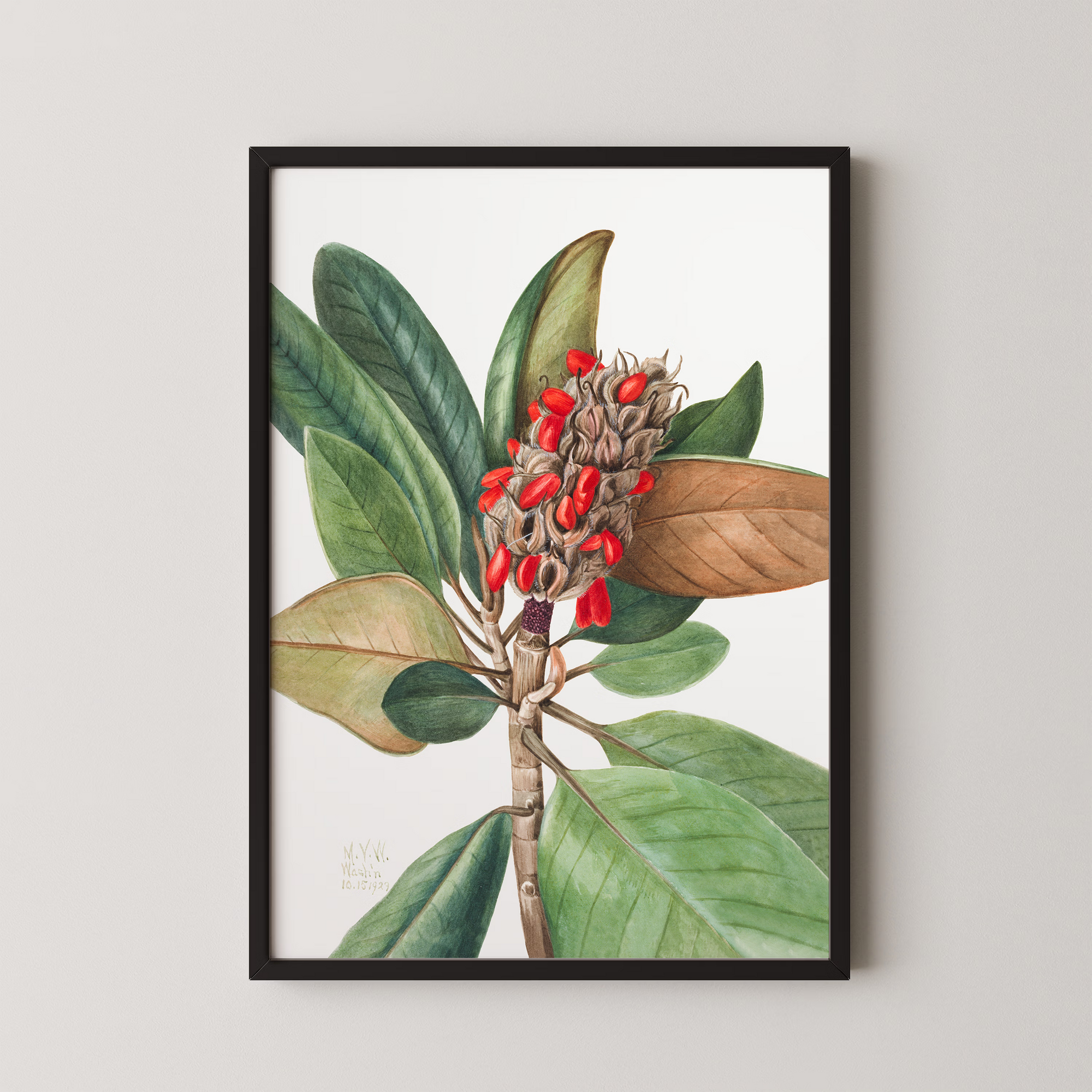 Southern Magnolia (1923)