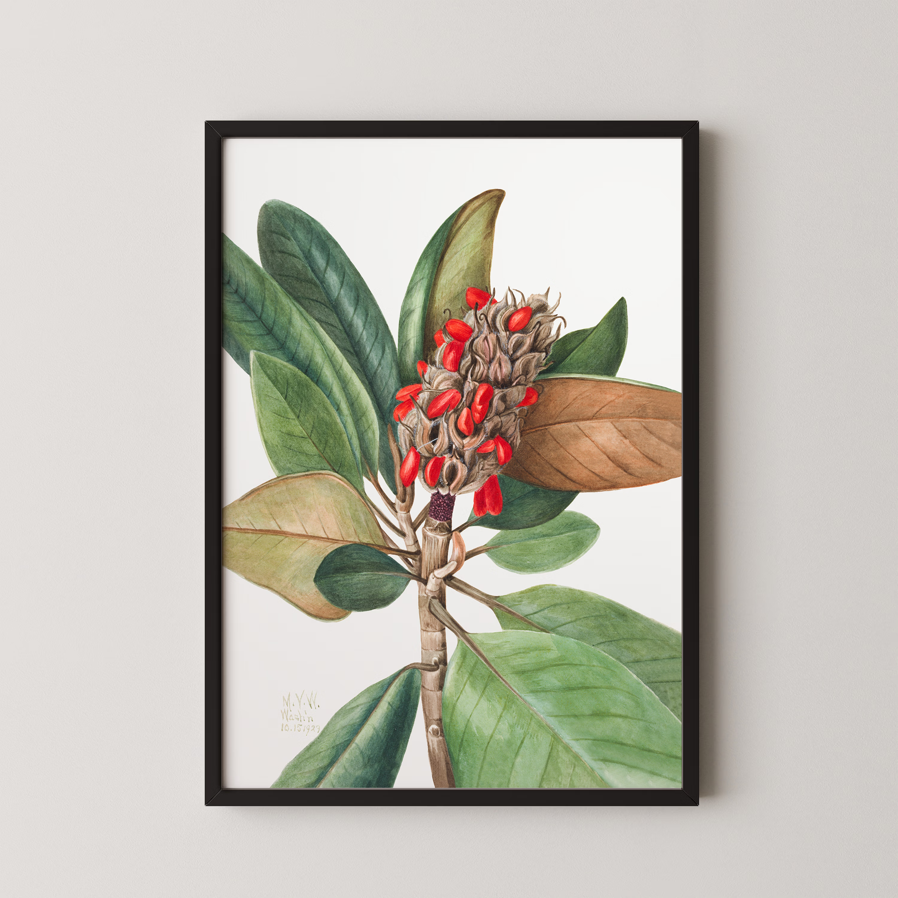 Southern Magnolia (1923)