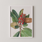 Southern Magnolia (1923)