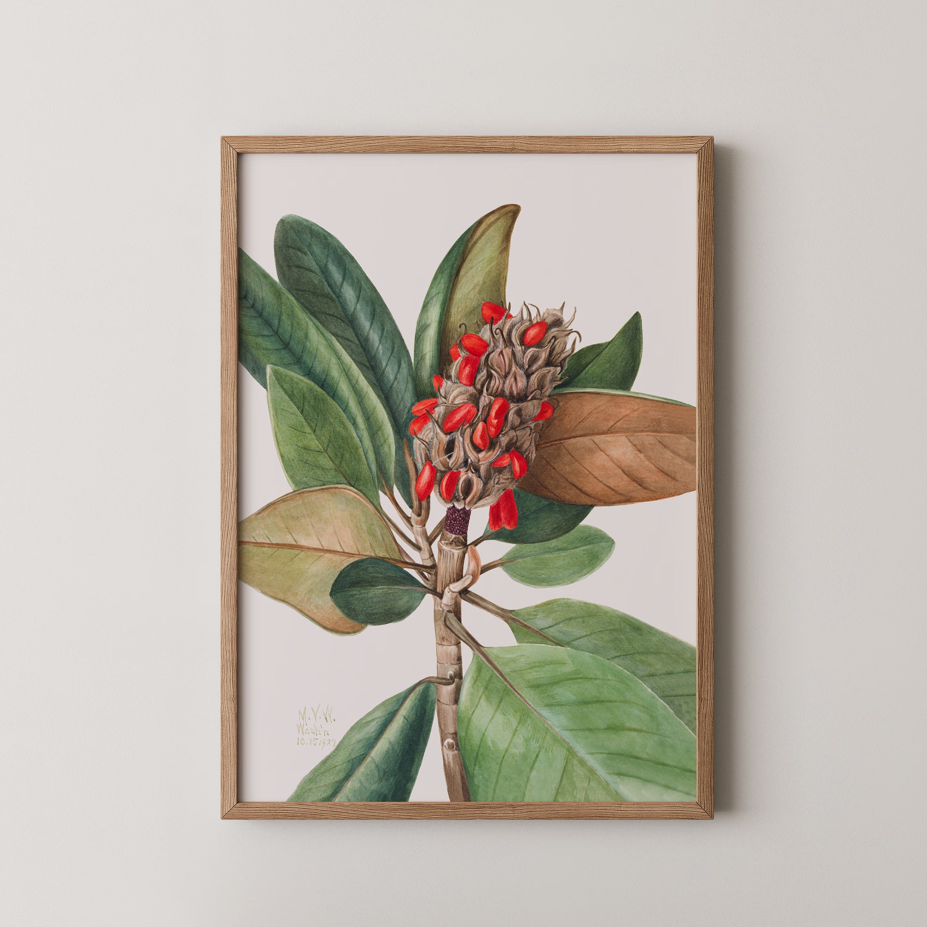 Southern Magnolia (1923)