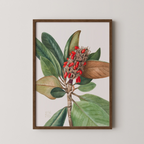 Southern Magnolia (1923)