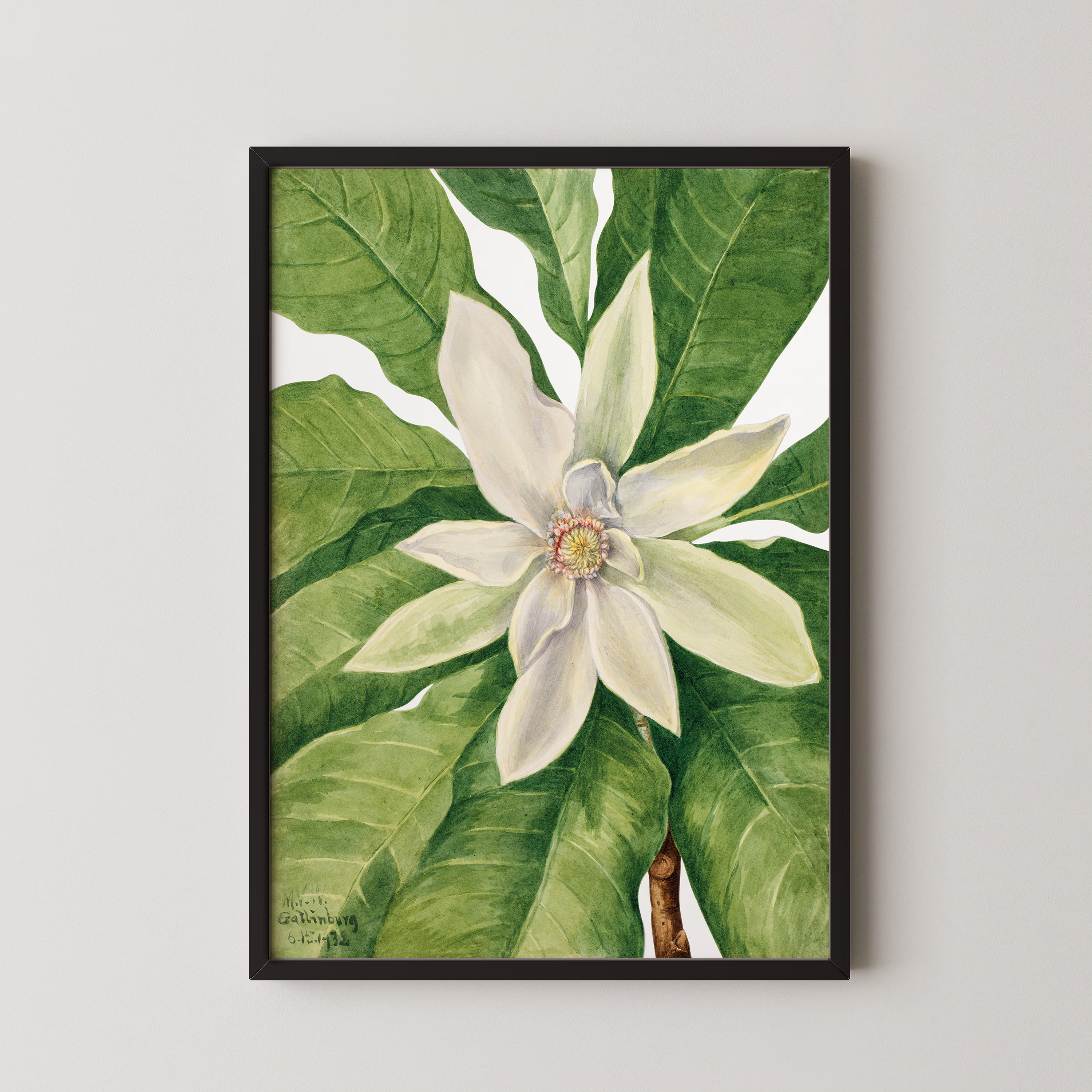 Umbrella Tree (1932)