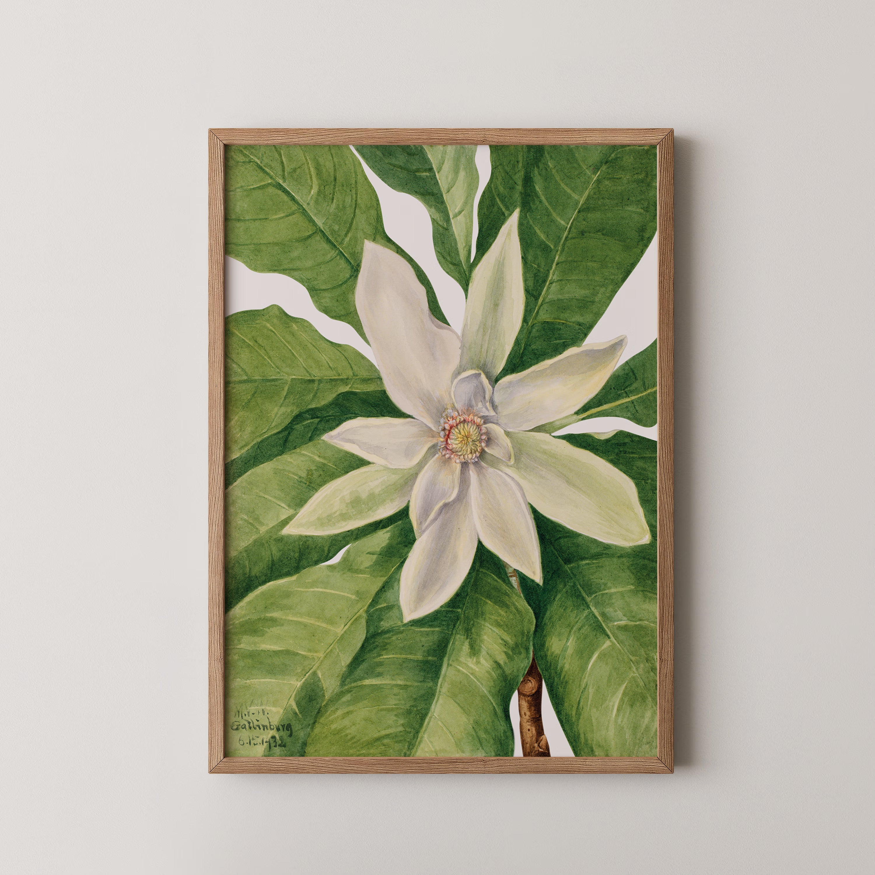 Umbrella Tree (1932)