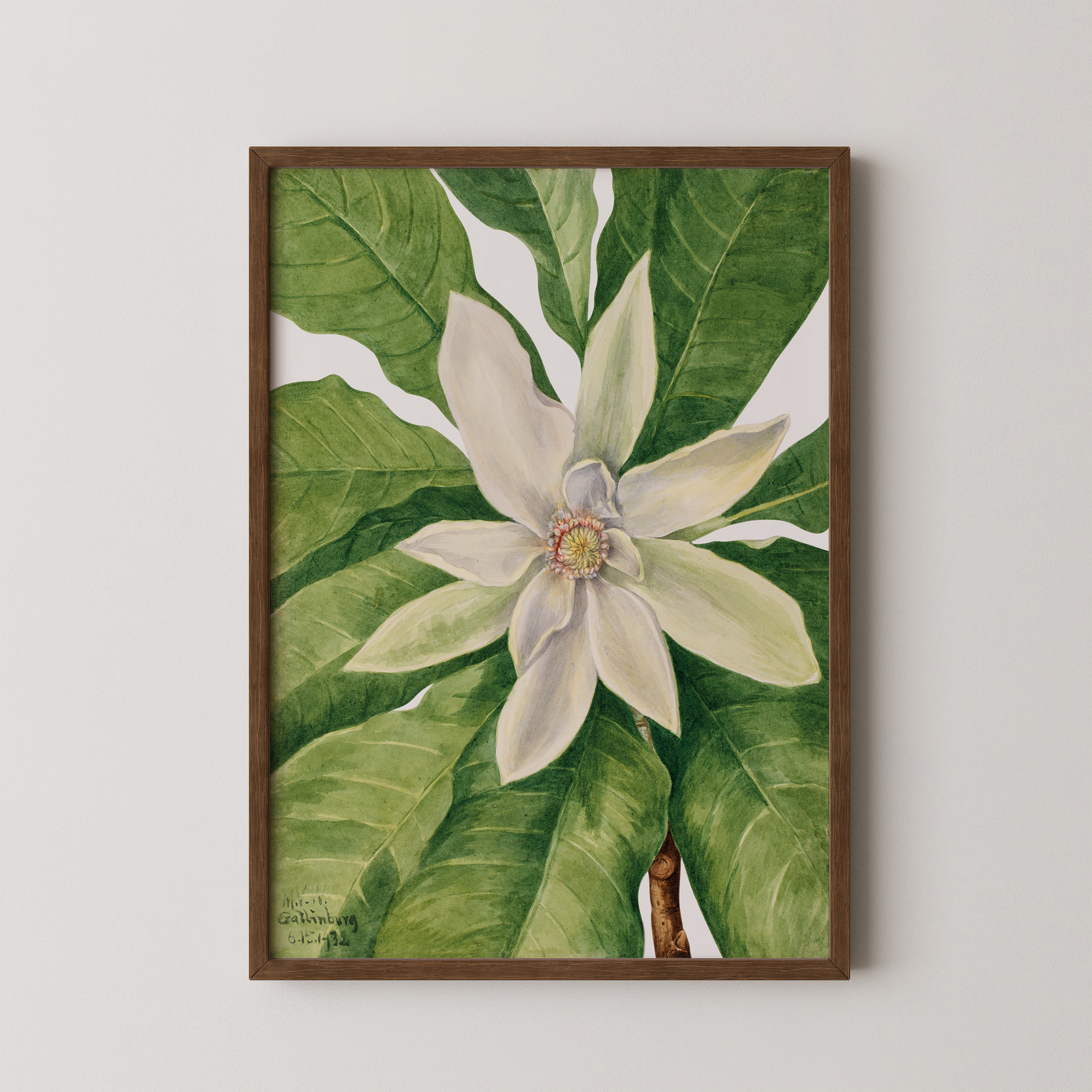 Umbrella Tree (1932)