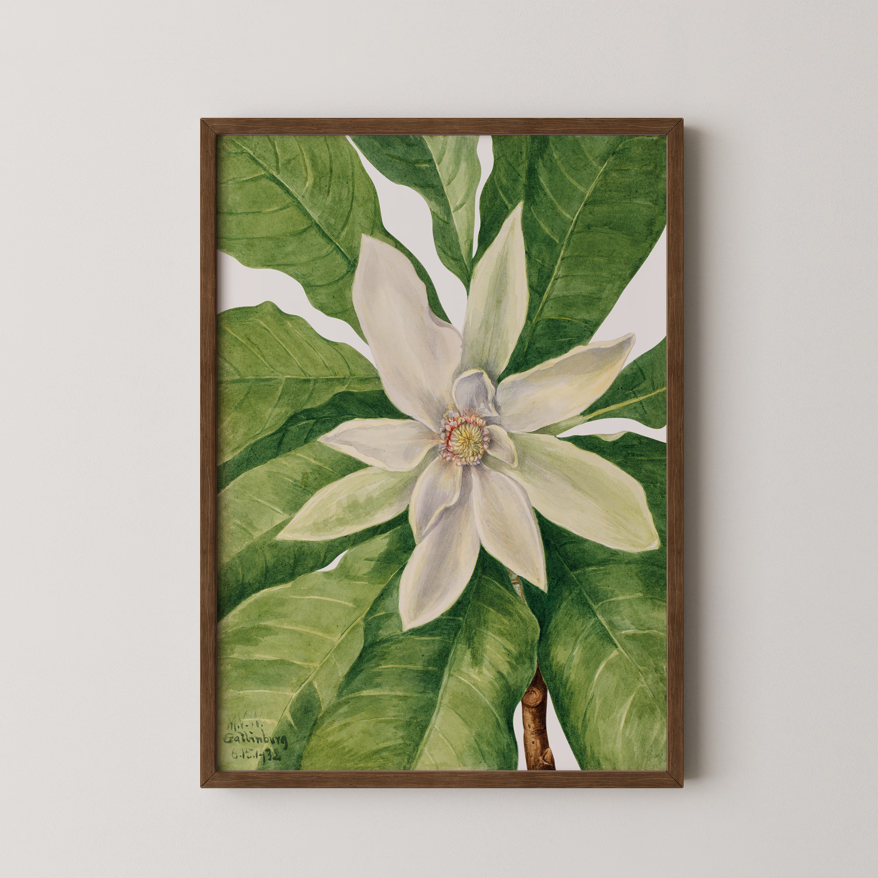 Umbrella Tree (1932)